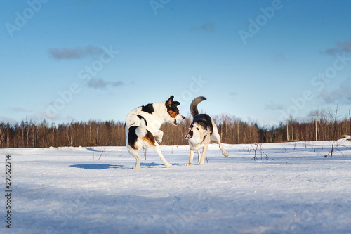 Two nice dog fighting in winter field on snow © Alexandr