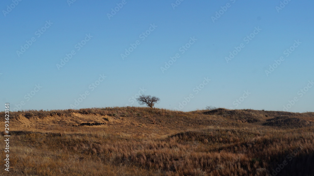 tree in the fall field