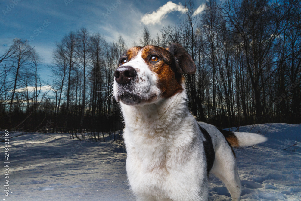 Close-up portrait of happy dog sitting and looking at camera on a winter field