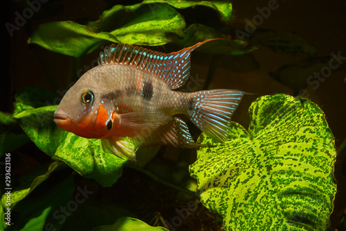 Fotografie Firemouth cichlid (Thorichthys meeki) macro