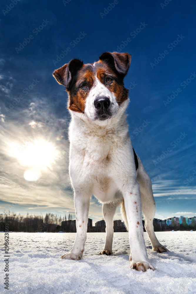 Close-up portrait of happy dog sitting and looking at camera on a winter field. Close-up portrait of happy dog sitting and looking at camera on a winter field.