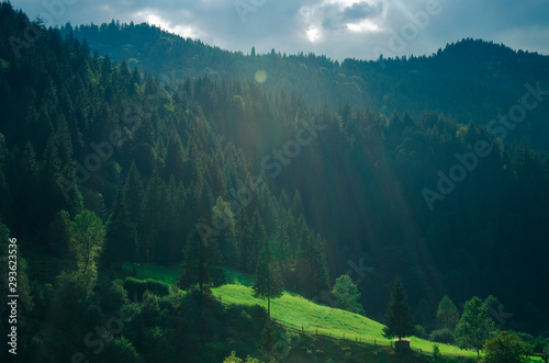 Morning mountain landscape with a green meadow and tall coniferous trees in the sun