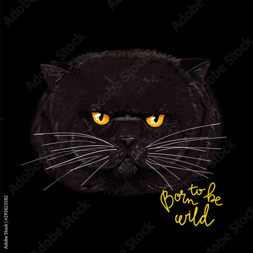 Big cranky face of the fat cat
