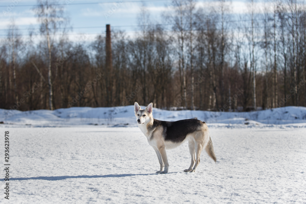 Cute dog at walk at nature in winter field Cute dog at walk at nature in winter field