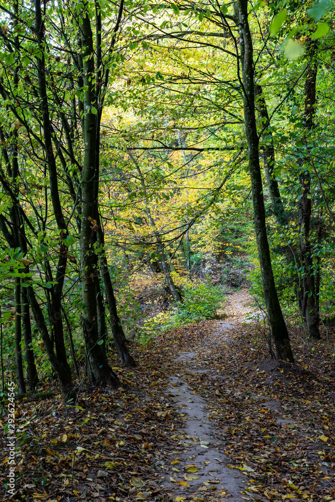 Obraz premium beautiful woodland in autumn time in Germany