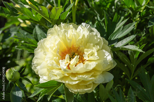 Fototapeta Naklejka Na Ścianę i Meble -  Yellow Peony Hybrid 