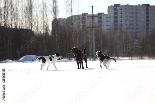 Group of three dogs at walk in winter park © Alexandr