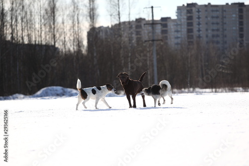 Group of three dogs at walk in winter park