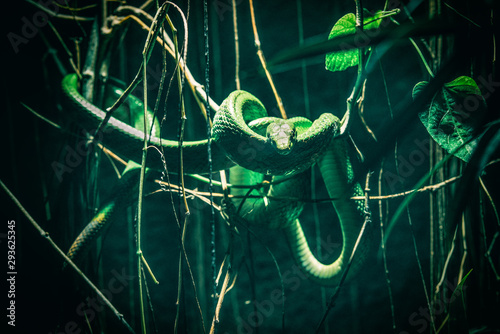 Green snake coiled on tree branch