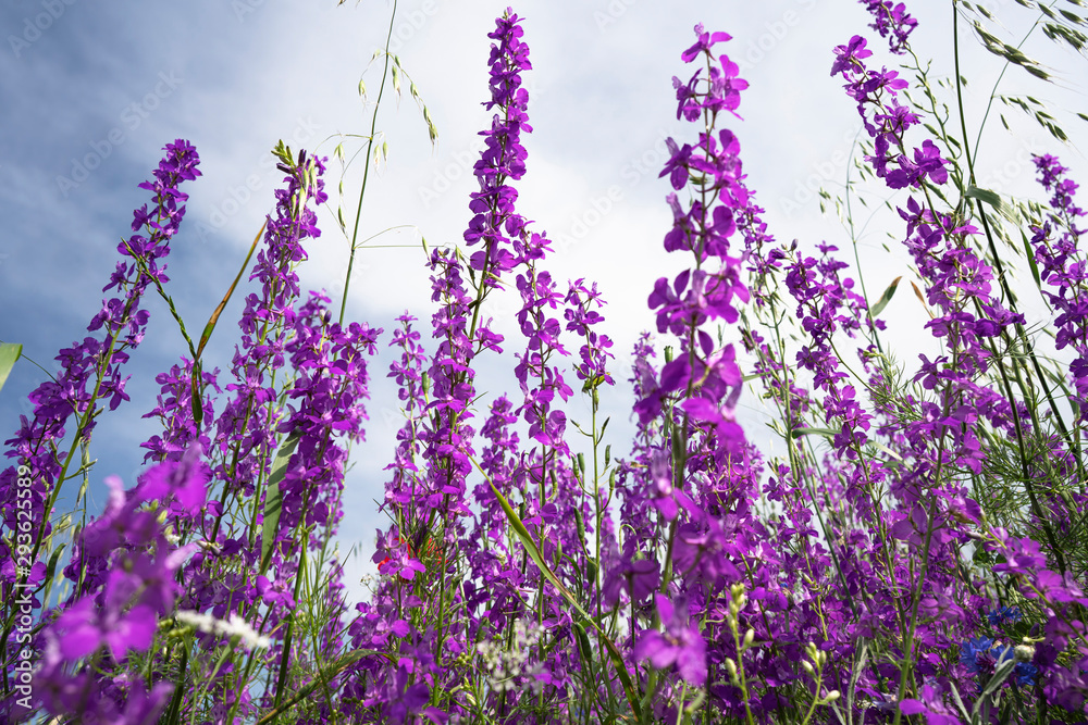 Naklejka premium Fields of blooming delphiniums, poppys and bluets. Fields and hills are covered with a carpet of wild flowers. Summer 2019, Eastern Georgia, near the town of Gori. Sunset
