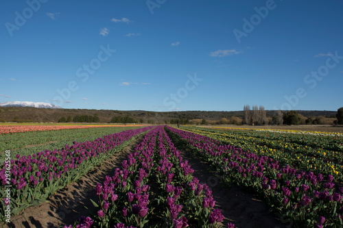 Scene view of field of tulips against clear sky in Trevelin, Patagonia, Argentina
