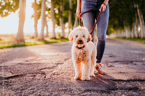 beautiful caucasian woman walking with her cute brown poodle on the road. Pets and lifestyle outdoors photo