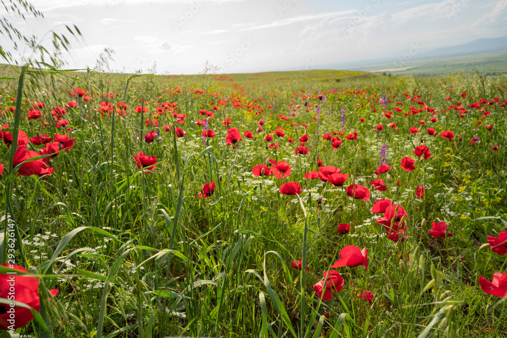 Fields of blooming poppy. Fields and hills are covered with a carpet of wild flowers. Summer 2019, Eastern Georgia, near the town of Gori. Sunset. Fields of blooming poppy. Fields and hills are covered with a carpet of wild flowers. Summer 2019, Eastern Georgia, near the town of Gori. Sunset.