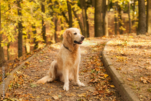 Adorable young golden retriever puppy dog sitting on fallen yellow leaves. Autumn in city park. Horizontal, copy space. Pets care concept.