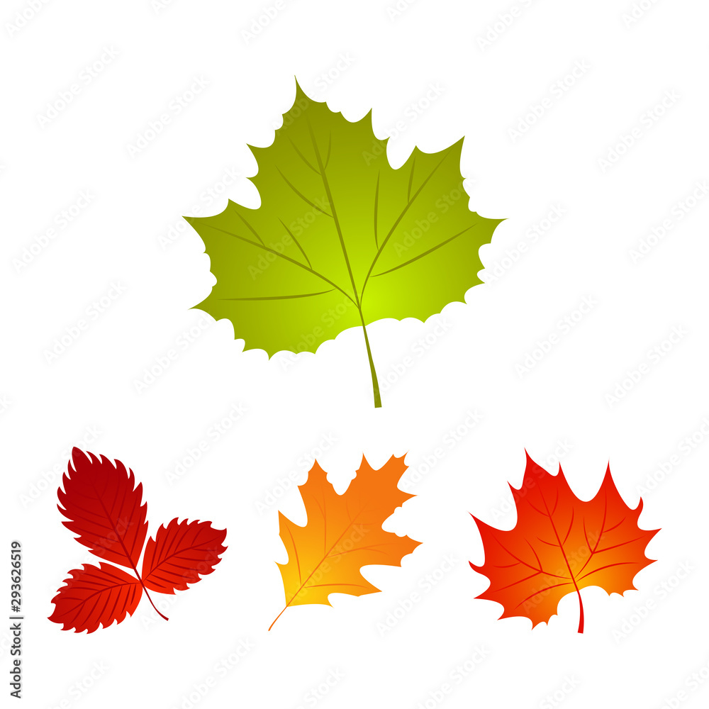 Set of Autumn fall leaf. Nature 