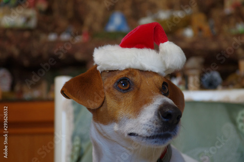 Christmas of my little friend Jack Russell with Santa Claus wishes for a Merry Christmas © Enrico Spetrino