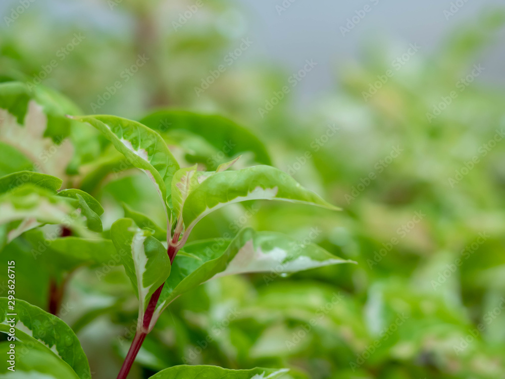 Fototapeta premium green leaves on soft focus for background