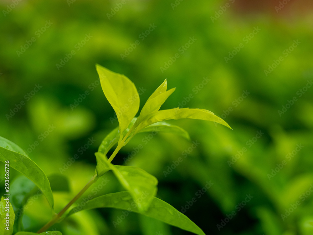 green leaves on soft focus for background green leaves on soft focus for background
