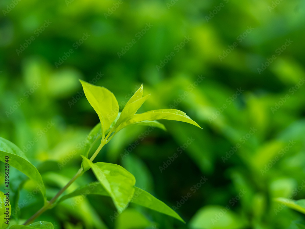 green leaves on soft focus for background green leaves on soft focus for background