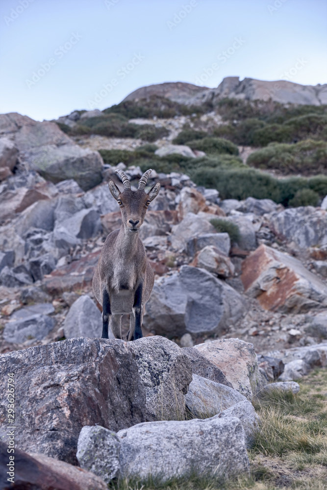Alpine ibex or Capra pyrenaica on the summit of the mountain against stones in Sierra de Gredos mountain range. Alpine ibex or Capra pyrenaica on the summit of the mountain against stones in Sierra de Gredos mountain range.
