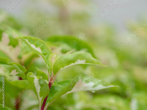 green leaves on soft focus for background © aumkabaum