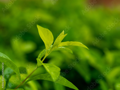 green leaves on soft focus for background
