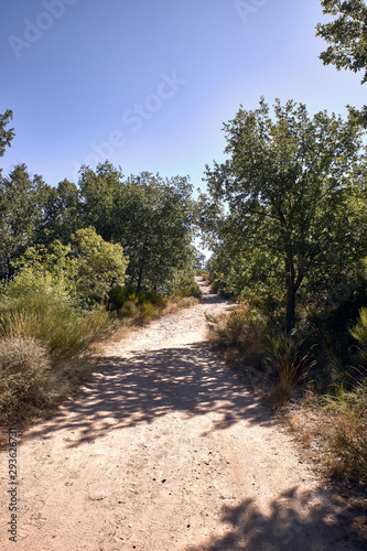 mountain dirt road for hiking surrounded by holm oaks