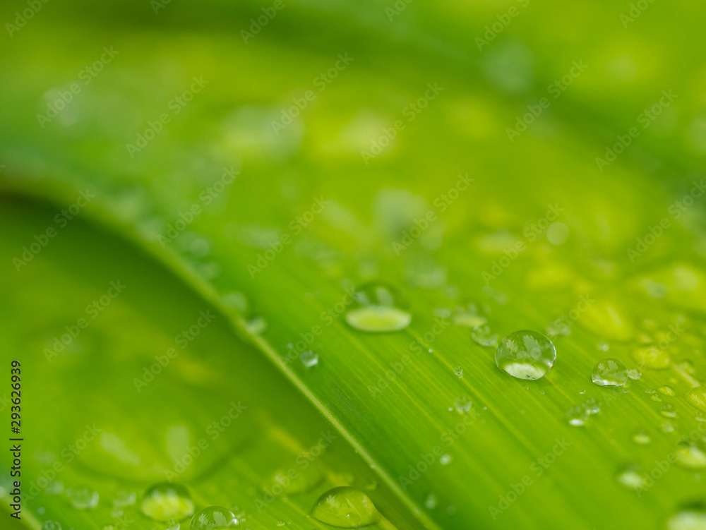 water drop on green .Palm leaf soft focus for background water drop on green .Palm leaf soft focus for background
