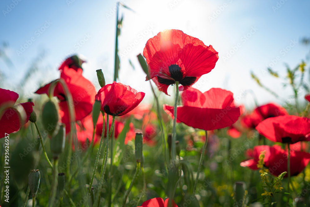 Obraz premium Fields of blooming poppy. Fields and hills are covered with a carpet of wild flowers. Summer 2019, Eastern Georgia, near the town of Gori. Sunset.
