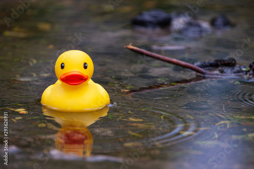 Duck in Water