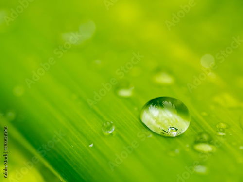 water drop on green .Palm leaf soft focus for background