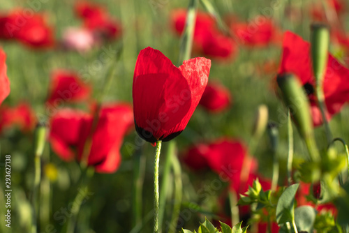 Fields of blooming poppy. Fields and hills are covered with a carpet of wild flowers. Summer 2019, Eastern Georgia, near the town of Gori. Sunset.