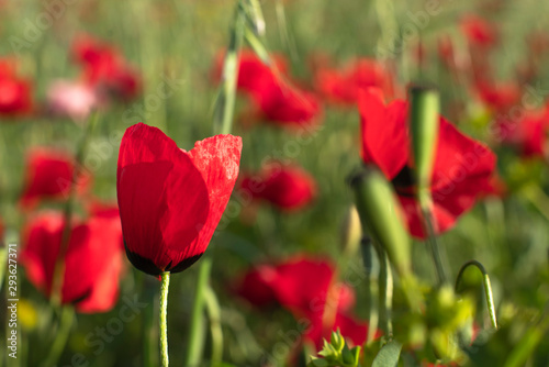 Fields of blooming poppy. Fields and hills are covered with a carpet of wild flowers. Summer 2019, Eastern Georgia, near the town of Gori. Sunset.