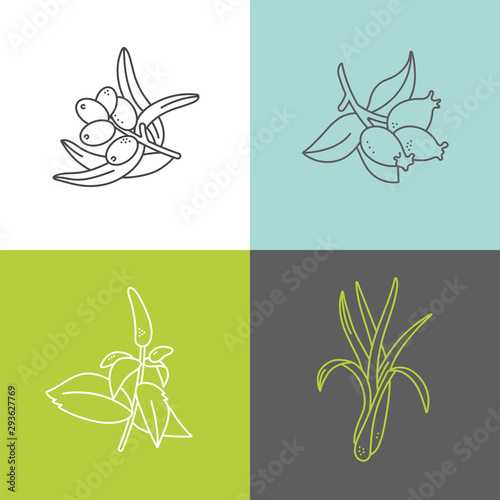 Vector set design colorful templates logo and emblems - organic herbs and teas. Different teas icon- sea buctorn, lemongrass, rosehip and mint.