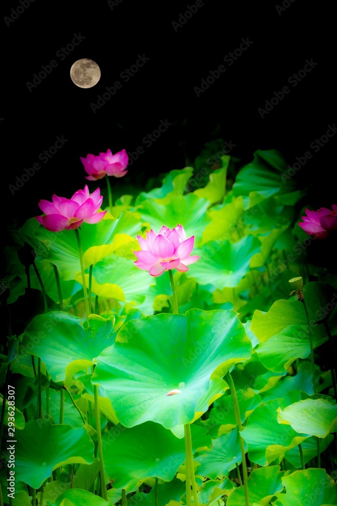 月と蓮 美しく月の光を浴びて輝く花 ハスの花言葉は 清らかな心 神聖 Moon And Lotus Beautifully Shining Flowers In The Moonlight Lotus Flower Language Is Clean Heart Sacred Stock Illustration Adobe Stock