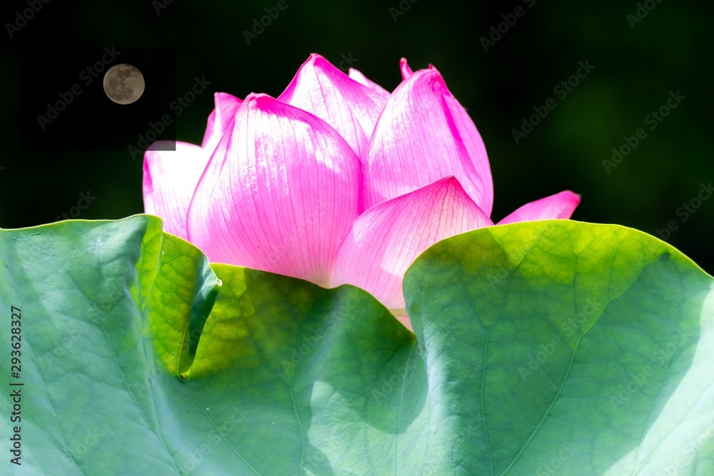 月と蓮 美しく月の光を浴びて輝く花 ハスの花言葉は 清らかな心 神聖 Moon And Lotus Beautifully Shining Flowers In The Moonlight Lotus Flower Language Is Clean Heart Sacred Stock Illustration Adobe Stock