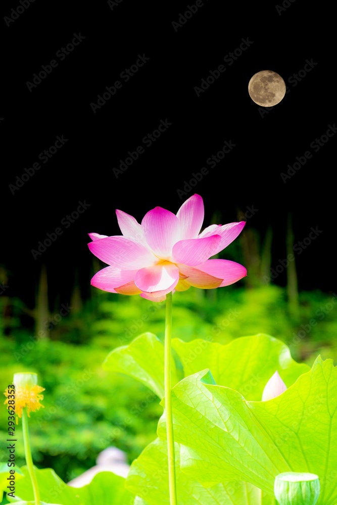 月と蓮 美しく月の光を浴びて輝く花 ハスの花言葉は 清らかな心 神聖 Moon And Lotus Beautifully Shining Flowers In The Moonlight Lotus Flower Language Is Clean Heart Sacred Stock Illustration Adobe Stock