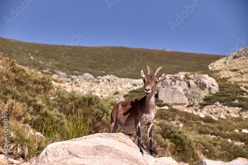 Alpine ibex or Capra pyrenaica on the summit of the mountain against stones in Sierra de Gredos mountain range.