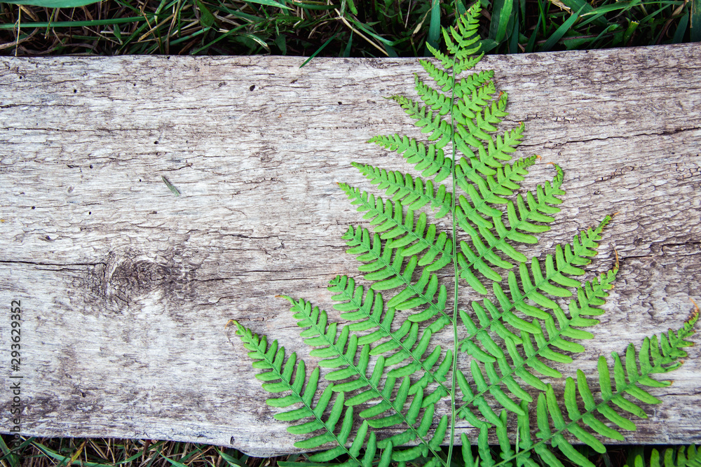 Naklejka premium fern leaves on an old wood background with furrows.