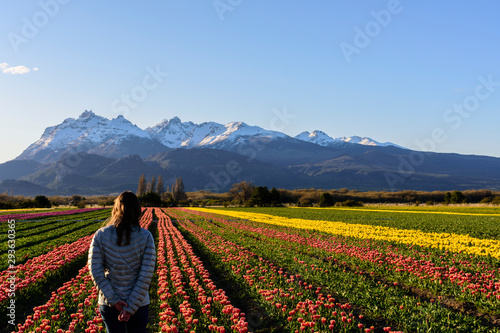 Rear view of a young woman walking along field of tulips against snow-capped Andes mountains and clear sky as background in Trevelin, Patagonia, Argentina