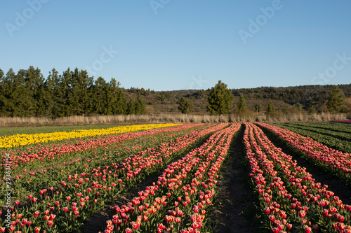 Scene view of field of tulips against clear sky in Trevelin  Patagonia  Argentina