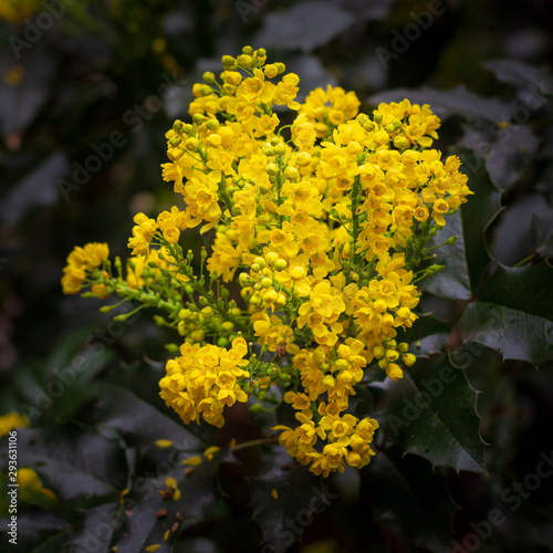 Close up of yellow flowers