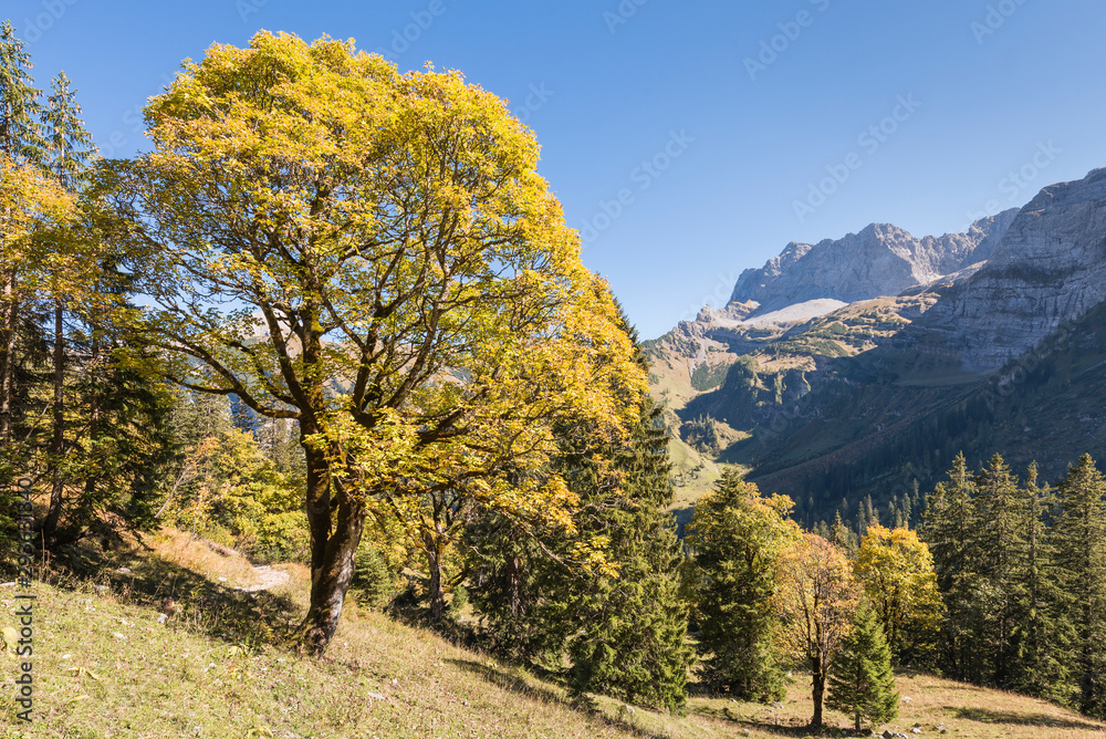 Herbstlich gefärbter Ahornbaum über dem großen Ahornboden im Karwendel Gebirge, Tirol, Österreich