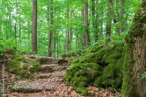 Stone stairs in the forest