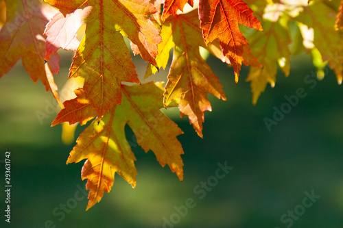Multi-colored maple leaves.