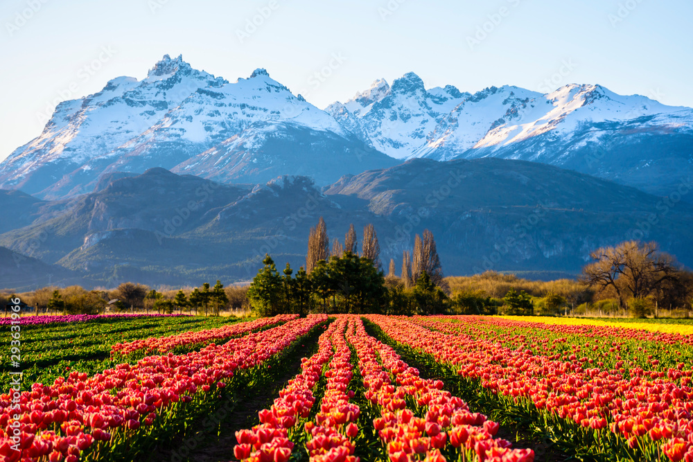 Scene view of field of tulips against snow-capped Andes mountains and clear sky in Trevelin, Patagonia, Argentina - obrazy, fototapety, plakaty 