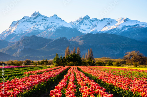 Scene view of field of tulips against snow-capped Andes mountains and clear sky in Trevelin, Patagonia, Argentina