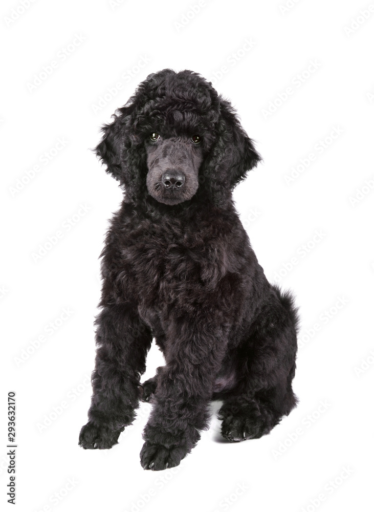 Black Poodle puppy Black Poodle puppy