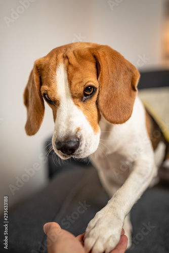 Adorable Beagle dog gives his paw on couch. Obedience and training concept
