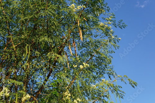 Moringa oleifera with a blue sky background